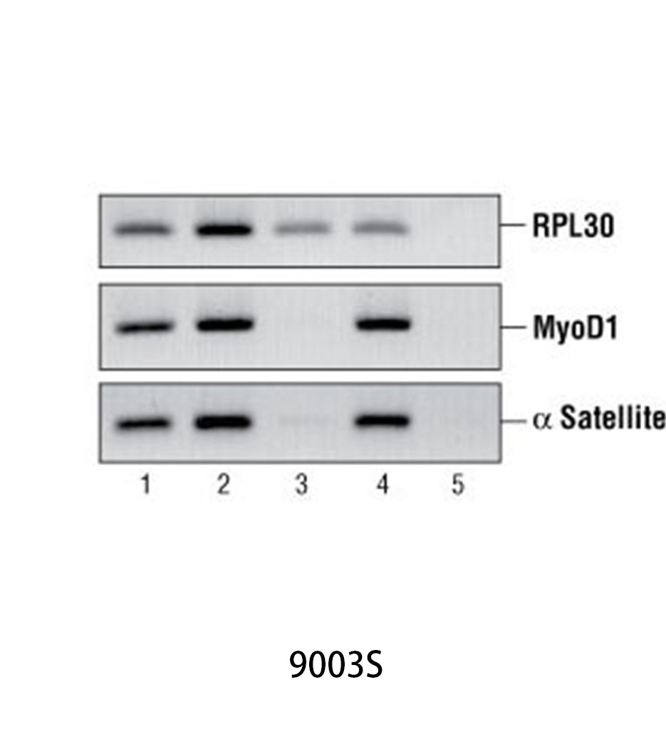 SimpleChIP Enzymatic Chromatin IP Kit (Magnetic Beads)