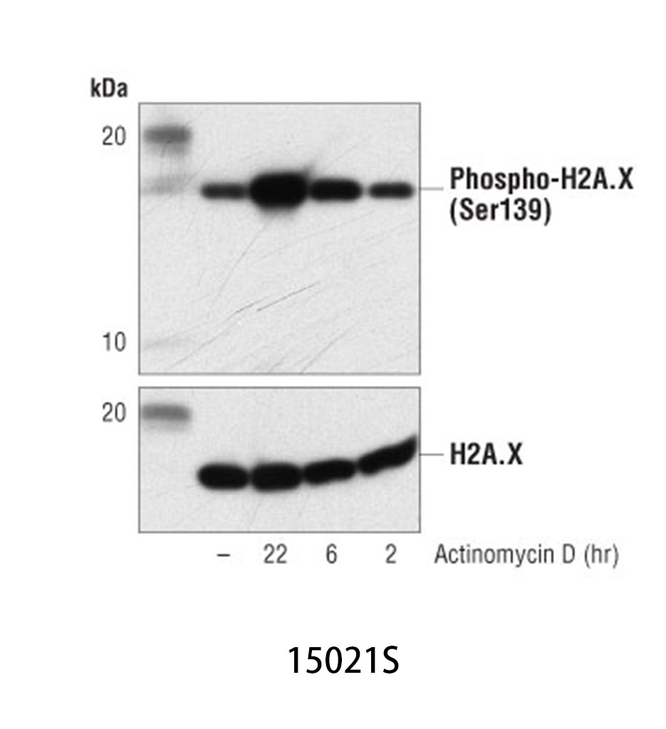 Actinomycin D