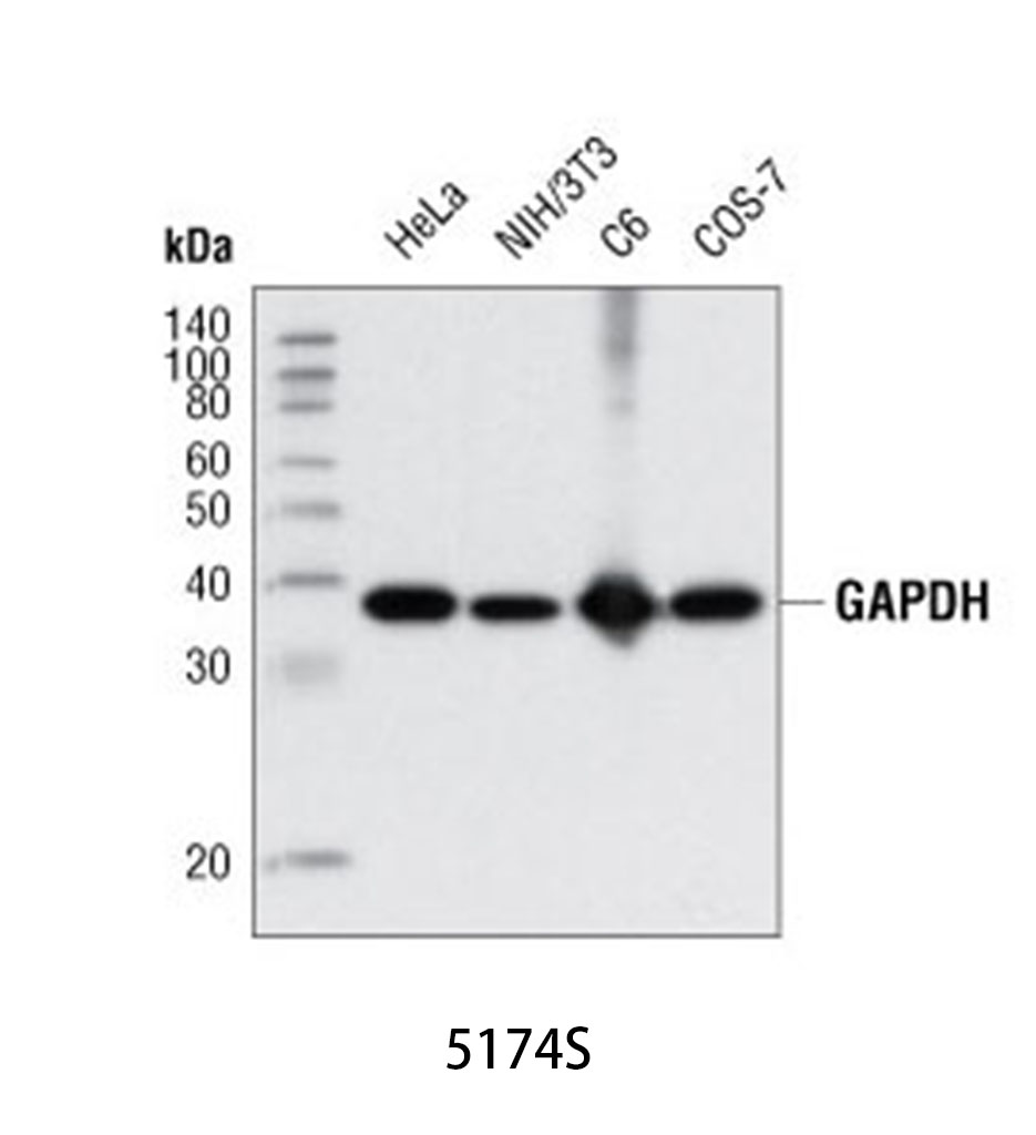 GAPDH (D16H11) XP Rabbit mAb
