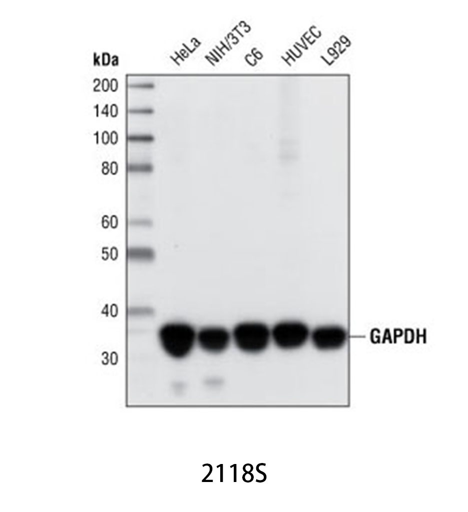 GAPDH (14C10) Rabbit mAb
