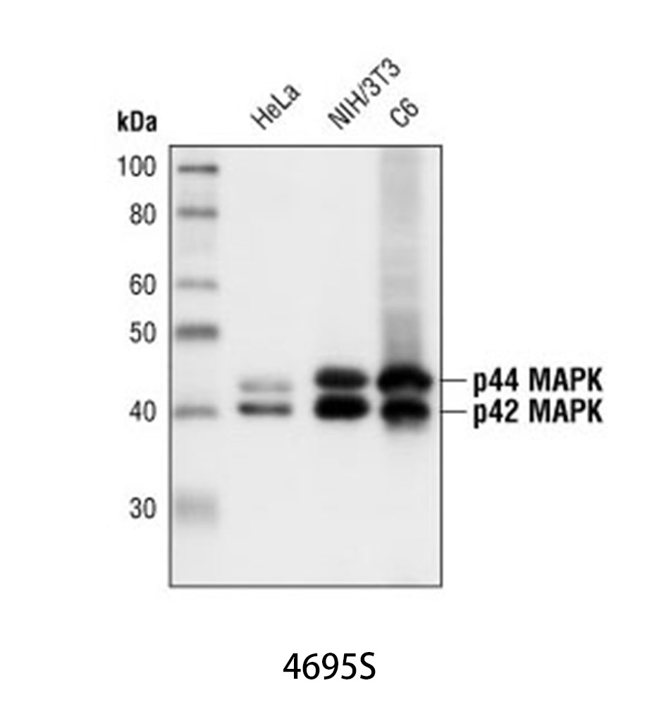 p44/42 MAPK (Erk1/2) (137F5) Rabbit mAb