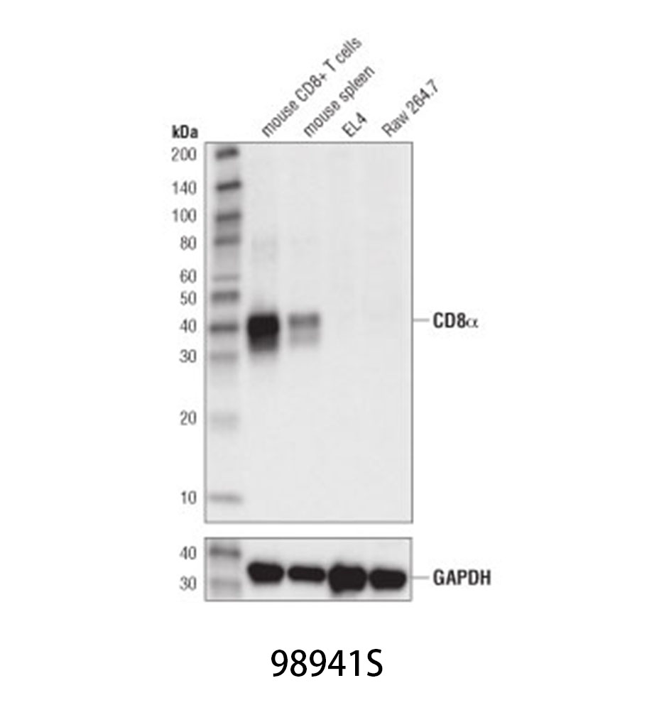 β-Actin (8H10D10) Mouse mAb