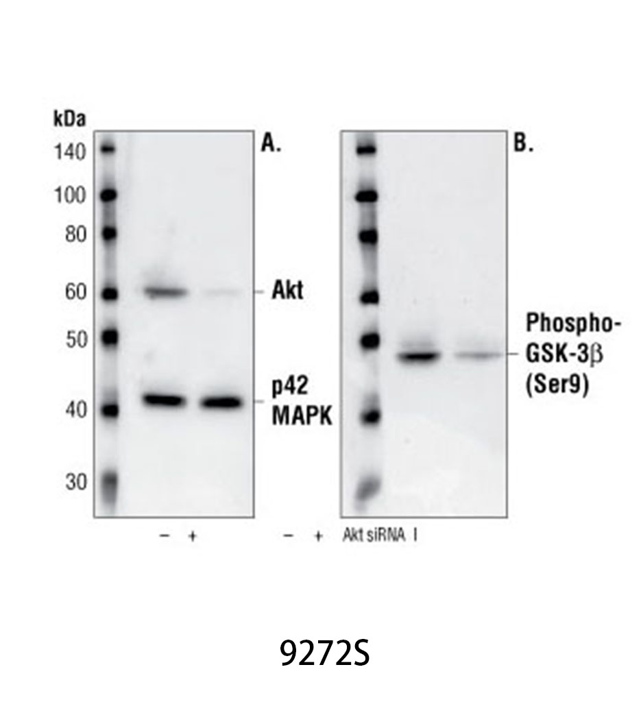 Akt Antibody