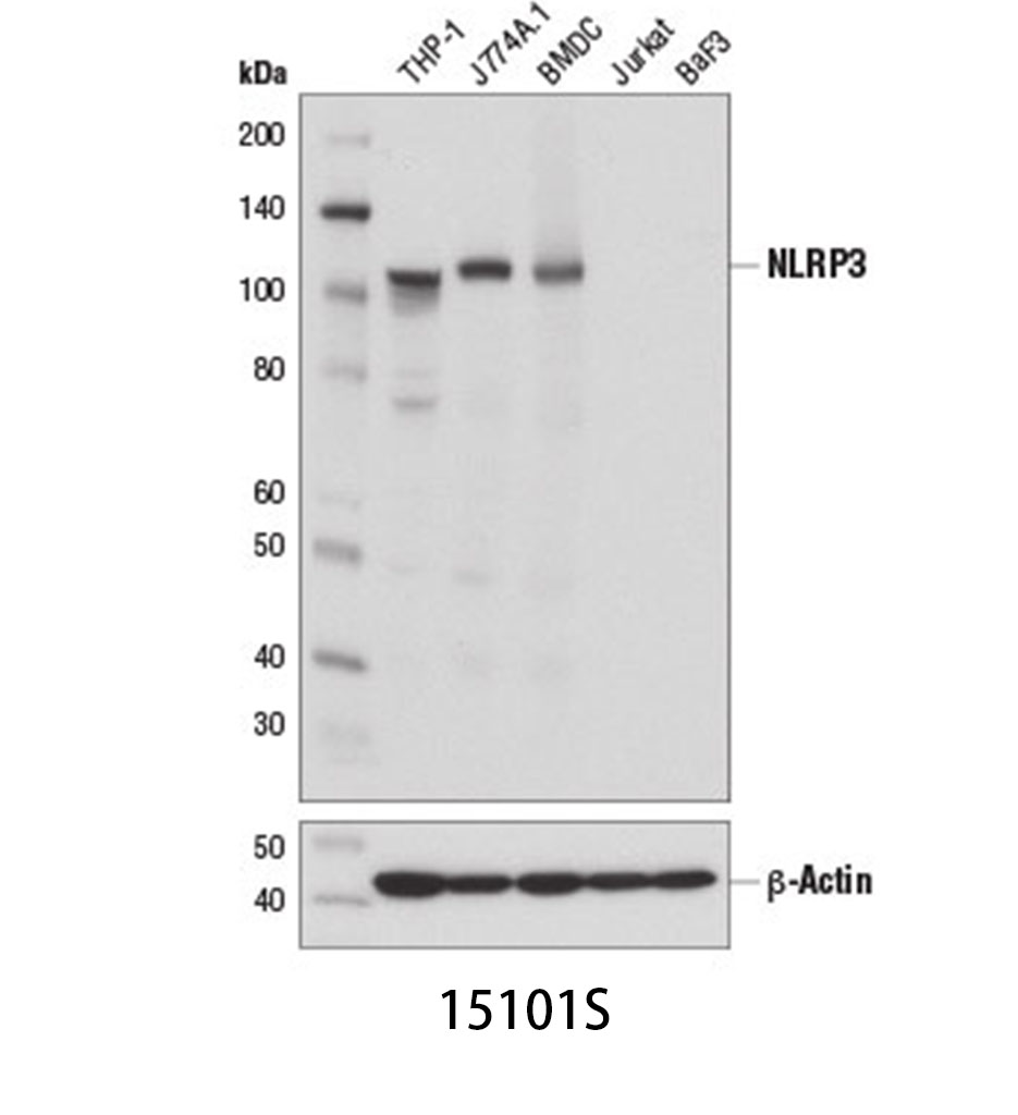 NLRP3 (D4D8T) Rabbit mAb