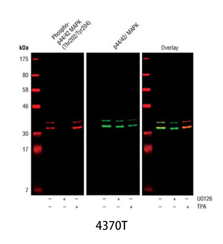 Phospho-p44/42 MAPK (Erk1/2) (Thr202/Tyr204) (D13.14.4E) XP Rabbit mAb