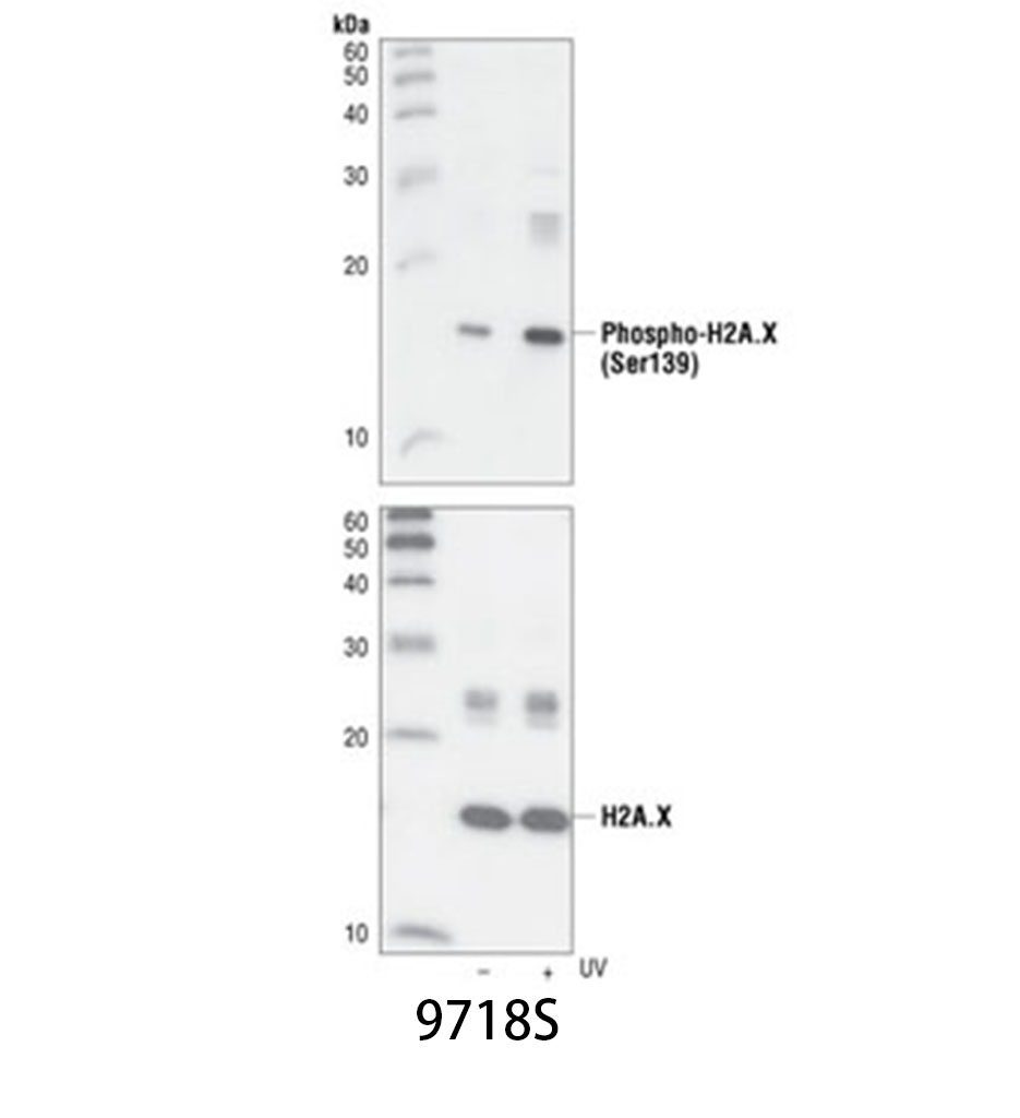 Phospho-Histone H2A.X (Ser139) (20E3) Rabbit mAb