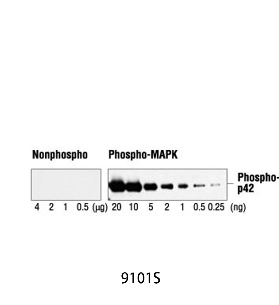 Phospho-p44/42 MAPK (Erk1/2) (Thr202/Tyr204) Antibody