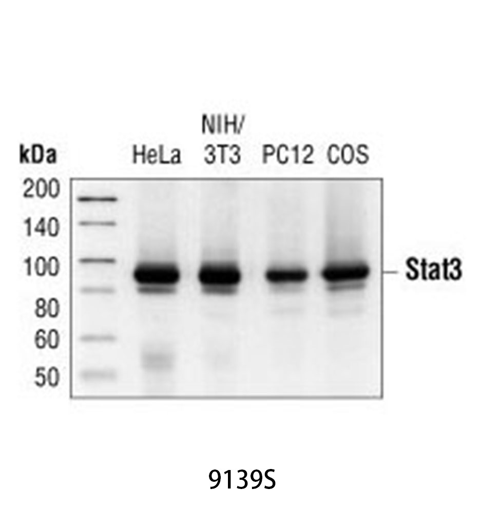 Stat3 (124H6) Mouse mAb