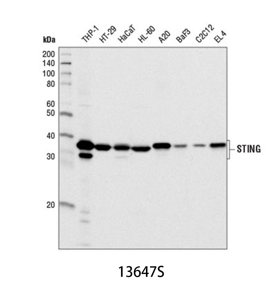 STING (D2P2F) Rabbit mAb