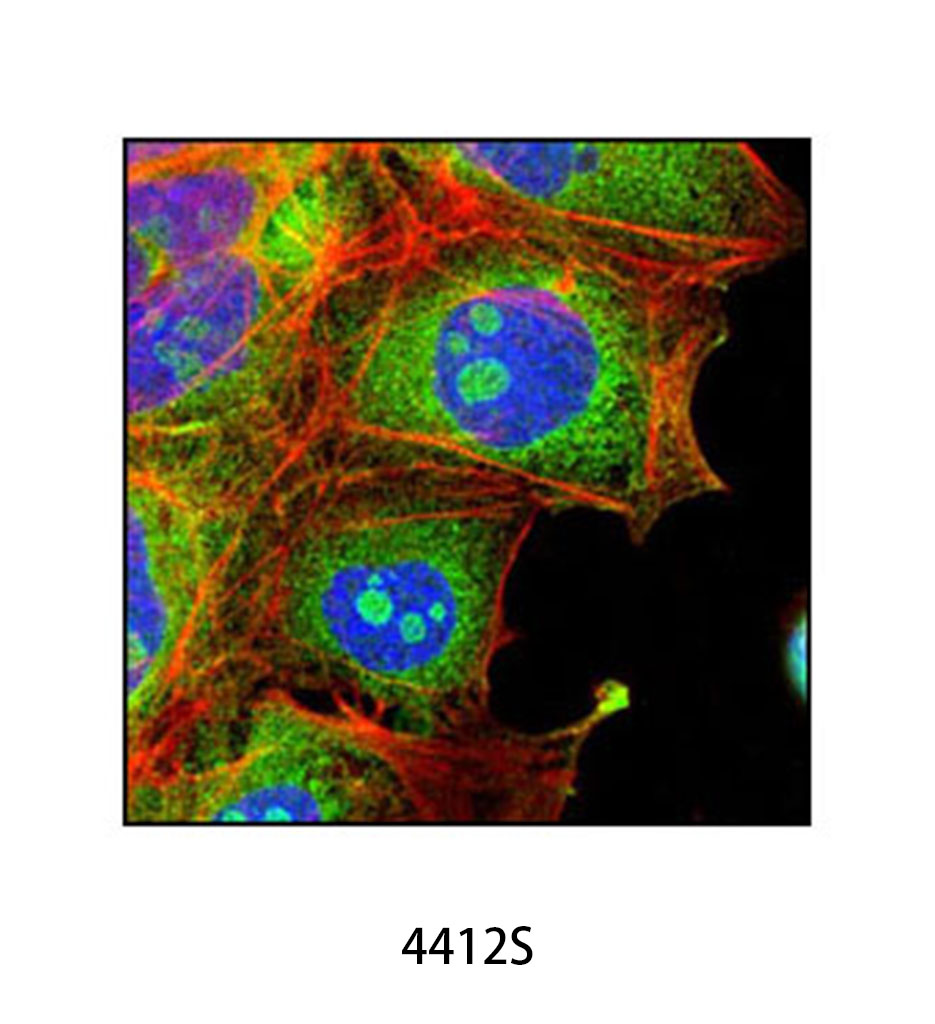 Anti-rabbit IgG (H+L) F(ab')&lt;sub&gt;2&lt;/sub&gt; Fragment (Alexa Fluor 488 Conjugate)