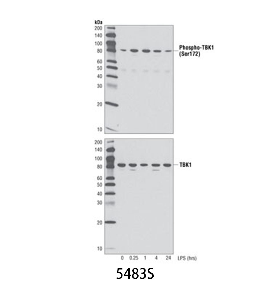 Phospho-TBK1/NAK (Ser172) (D52C2) XP Rabbit mAb