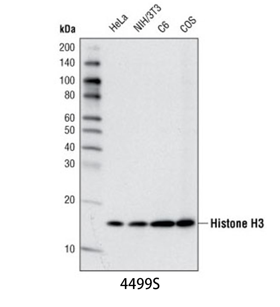Histone H3 (D1H2) XP Rabbit mAb