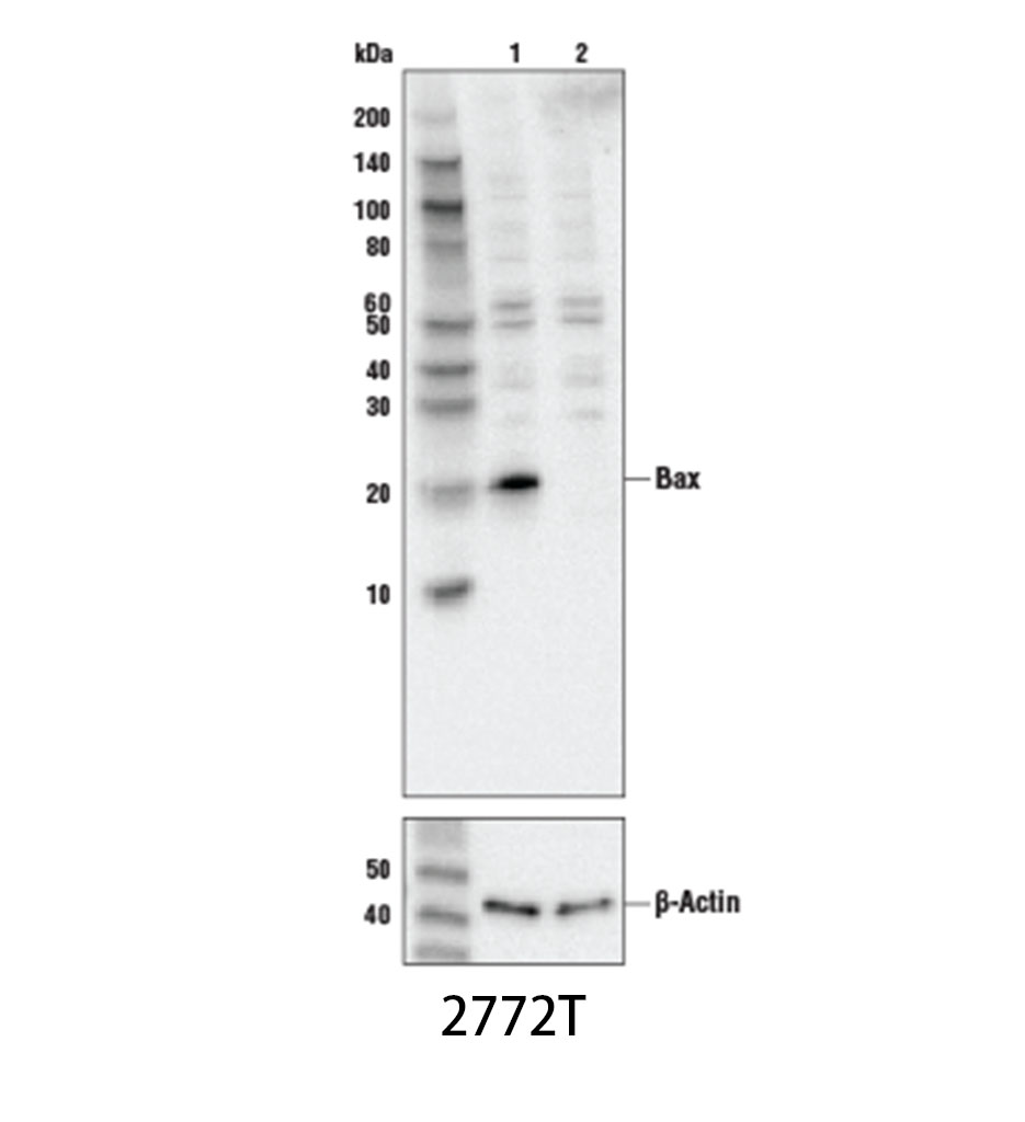 Bax Antibody