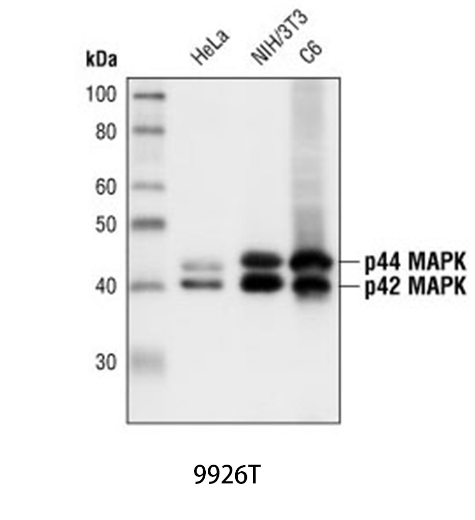 MAPK Family Antibody Sampler Kit