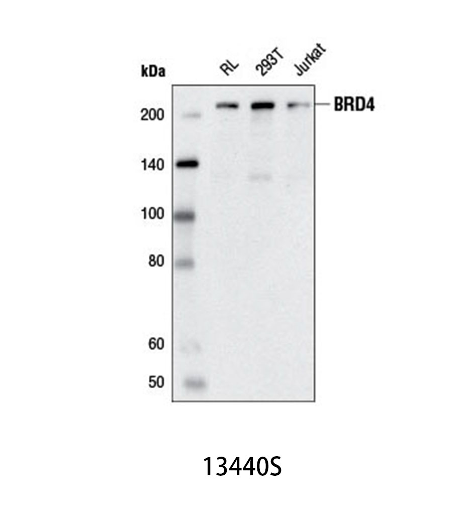 BRD4 (E2A7X) Rabbit mAb