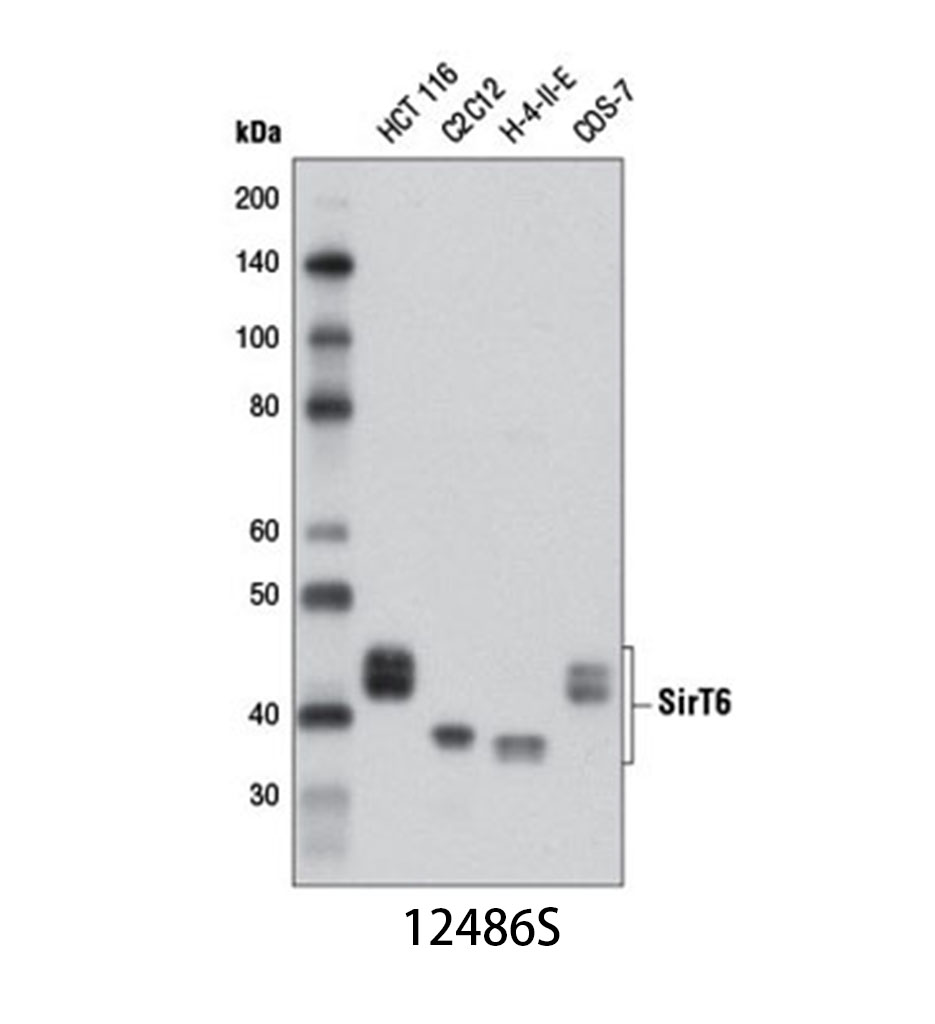 SirT6 (D8D12) Rabbit mAb