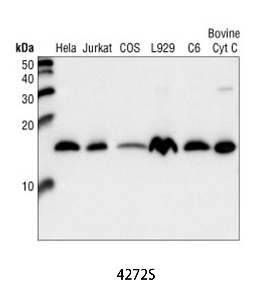 Cytochrome c Antibody