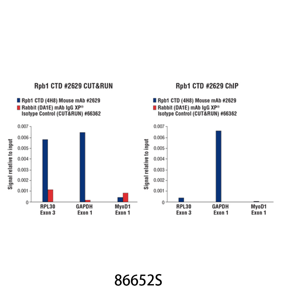 CUT&amp;RUN Assay Kit