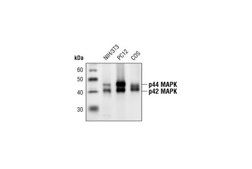 p44/42 MAPK (Erk1/2) (L34F12) Mouse mAb