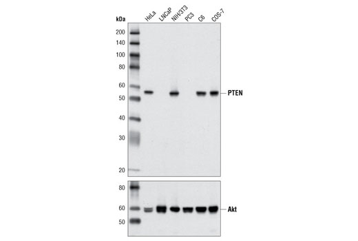 PTEN (D4.3) XP Rabbit mAb