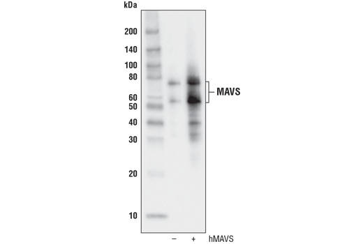MAVS (D5A9E) Rabbit mAb