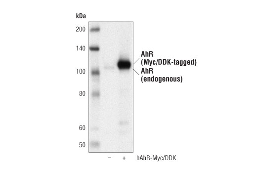 AhR (D5S6H) Rabbit mAb
