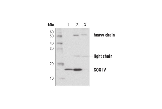 Protein G Magnetic Beads