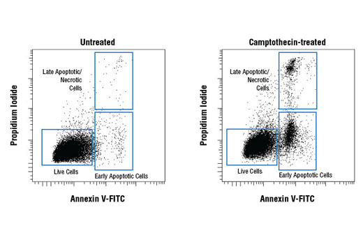 Annexin V-FITC Early Apoptosis Detection Kit