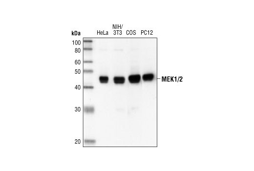MEK1/2 (47E6) Rabbit mAb