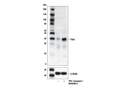 FasL (D1N5E) Rabbit mAb