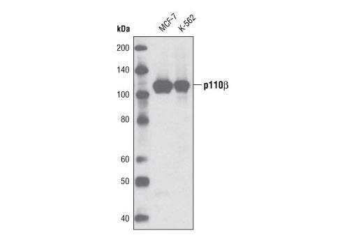 PI3 Kinase p110β (C33D4) Rabbit mAb