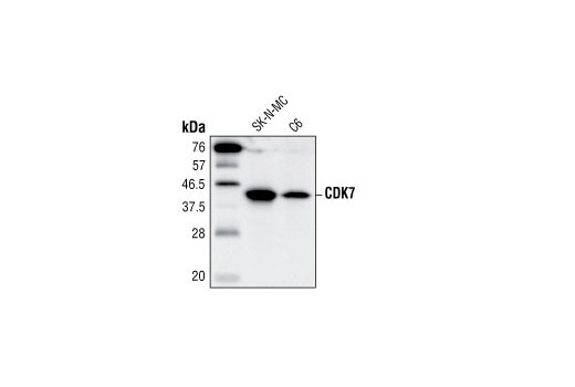 CDK7 (MO1) Mouse mAb
