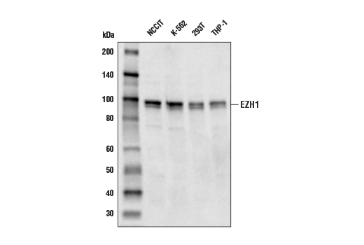 EZH1 (D7D5D) Rabbit mAb