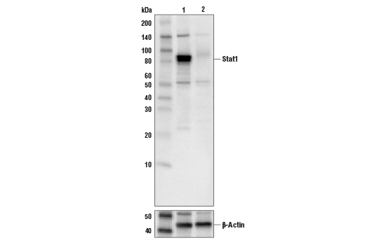 Stat1 Antibody