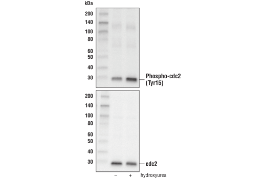 Phospho-cdc2 (Tyr15) Antibody
