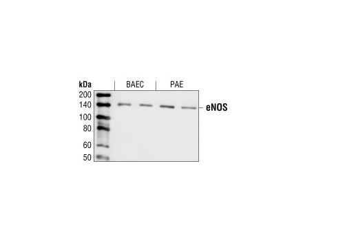 eNOS Antibody