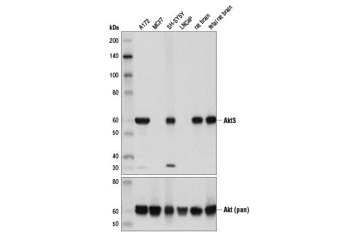 Akt3 (E1Z3W) Rabbit mAb
