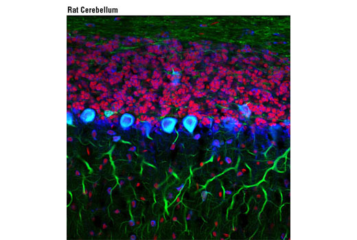 Propidium Iodide (PI)/RNase Staining Solution