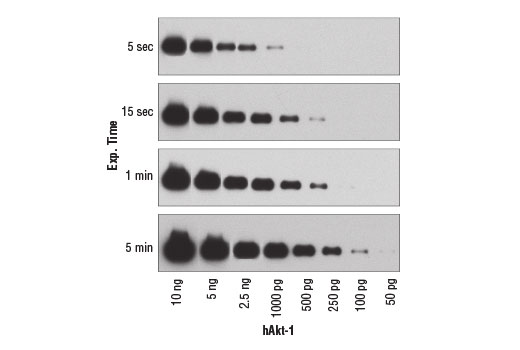 SignalFire ECL Reagent