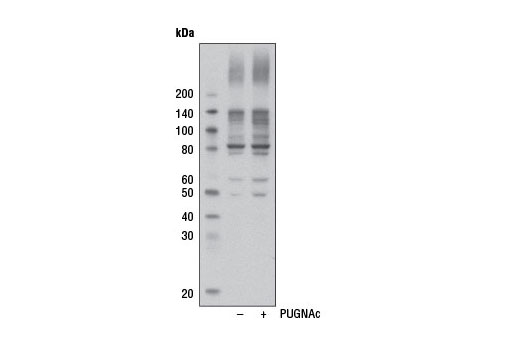 O-GlcNAc (CTD110.6) Mouse mAb (HRP Conjugate)