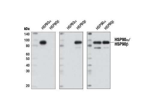 HSP90α (D1A7) Rabbit mAb