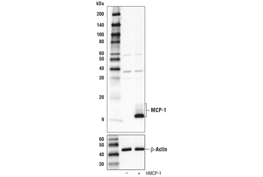 MCP-1 Antibody (Carboxy-terminal Antigen)