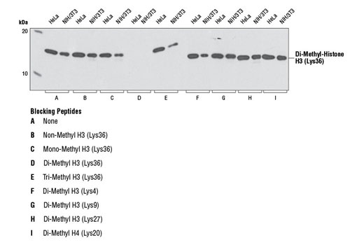 Di-Methyl-Histone H3 (Lys36) (C75H12) Rabbit mAb