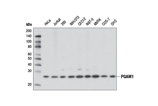 PGAM1 (D3J9T) Rabbit mAb