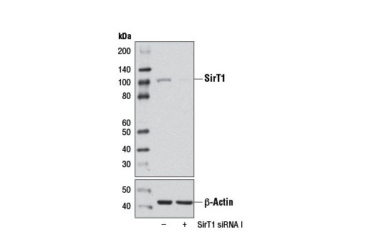 SignalSilence SirT1 siRNA I