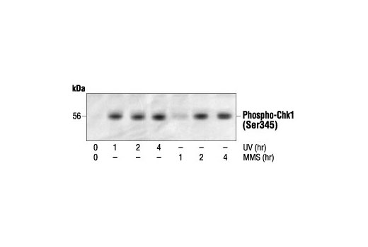 Phospho-Chk1 (Ser345) Antibody