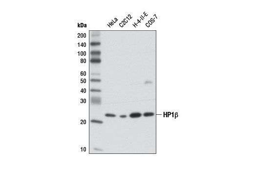 HP1β (D2F2) XP Rabbit mAb