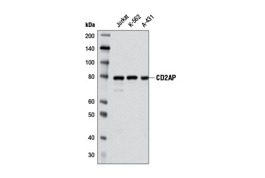 CD2AP (A599) Antibody