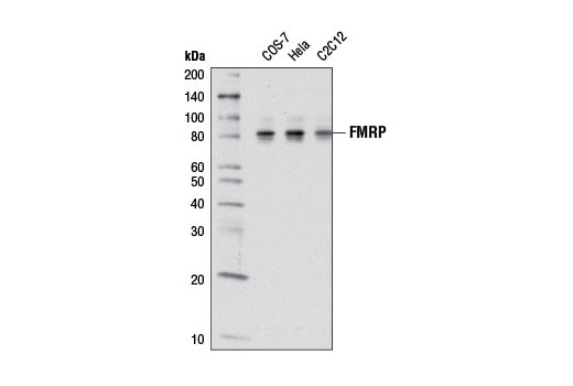 FMRP (D14F4) Rabbit mAb