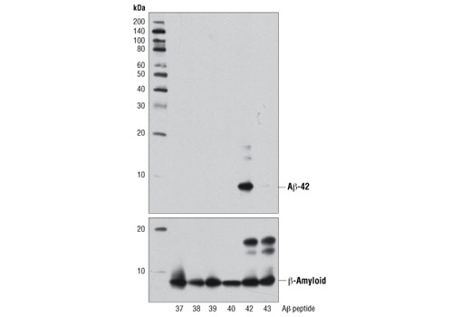 β-Amyloid (1-42 Specific) (D3E10) Rabbit mAb